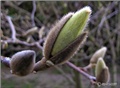 magnolija pup